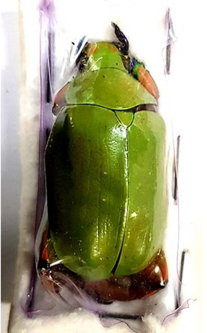 (Chrysina adolphi) 아돌피보석풍뎅이 [R-16] 곤충표본, 수컷, 1개