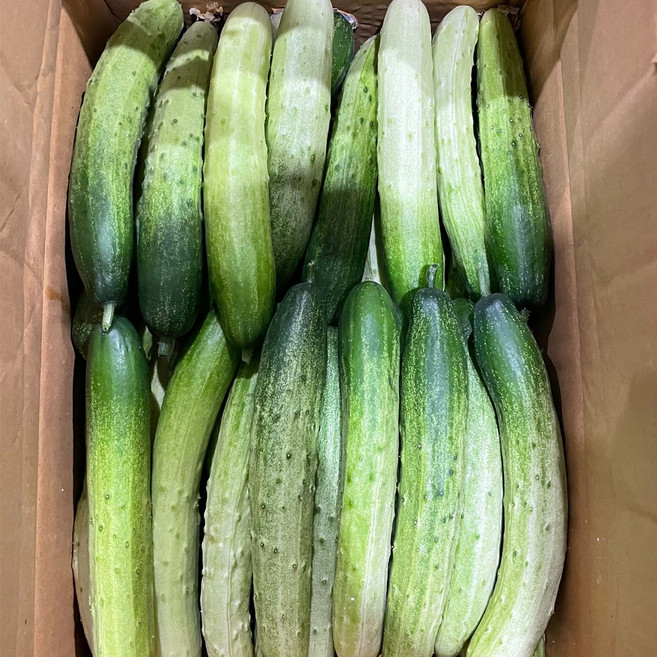 오이 백오이 백다다기오이 상 10kg, 10kg(상), 1개