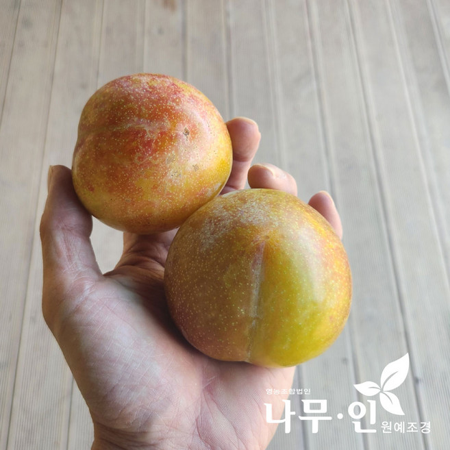 [나무인] 추희자두나무 결실주 직경4cm 무배
