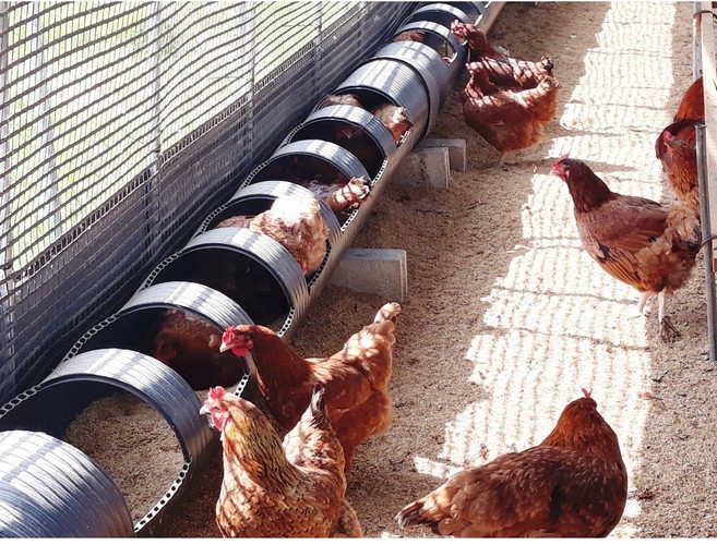 한국인의 밥상이 인정한 계룡산 토종닭 (20호) chicken, 1개, 2kg