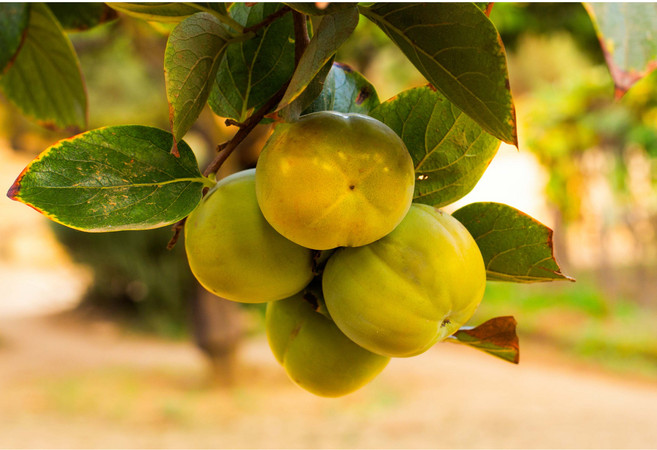 [산지직송] 달콤 초고당도 배단감 부유단감 과즙가득 아삭한 산지직송 태추단감 대 1kg, 1박스, 대과1KG