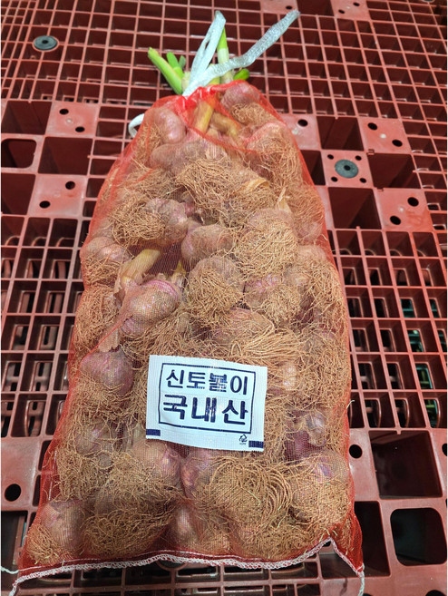 국내산 햇마늘 스페인마늘 반접(50개)
