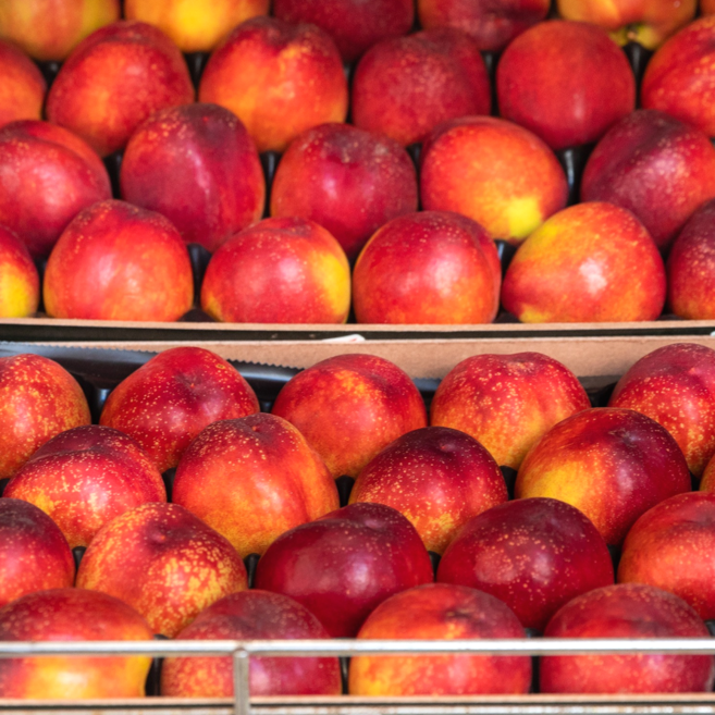 [20박스한정특가] 고당도 천도복숭아 대과 농가직배송, 1개, 2kg