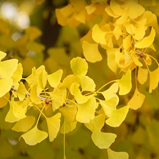 [좋은원예] 은행나무 실생4년 분, 1개