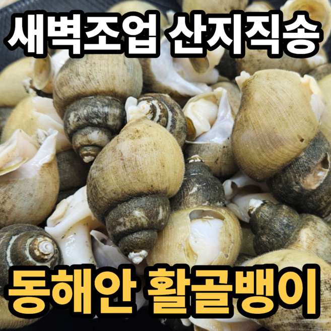 [새벽조업] 동해안 활 골뱅이 흑골뱅이, 1박스, 1kg
