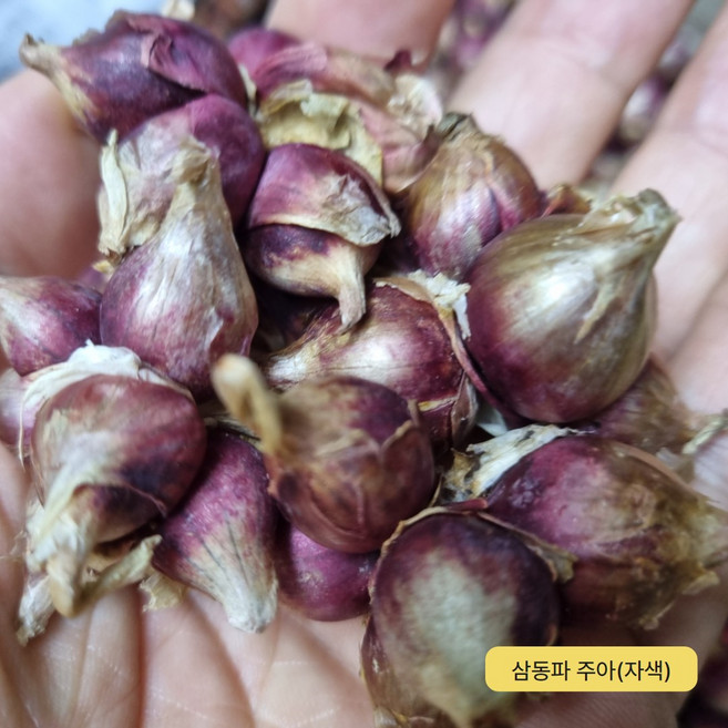 한번 심어서 평생 먹는 토종대파 자색삼동파 자색 삼동파 주아 모수, 삼동파 주아 20개(자색)
