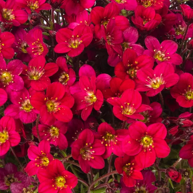 샥시프라가 '다크로즈' [4포트] (복남이네야생화 천상초 운간초 쿠션식물), 4개