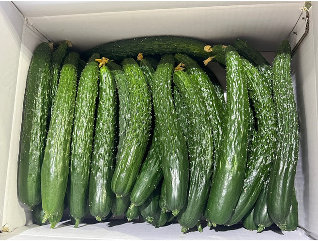 국내산 가시오이 특 2kg, 1개