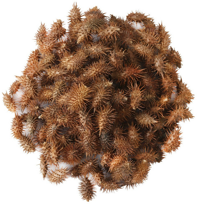 동의한재 국산 도꼬마리 창이자, 500g, 1개