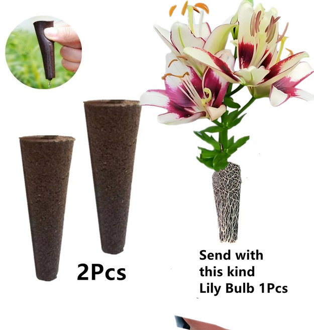 무토양 수련 구근 재배세트 (아마릴리스), C, 1개