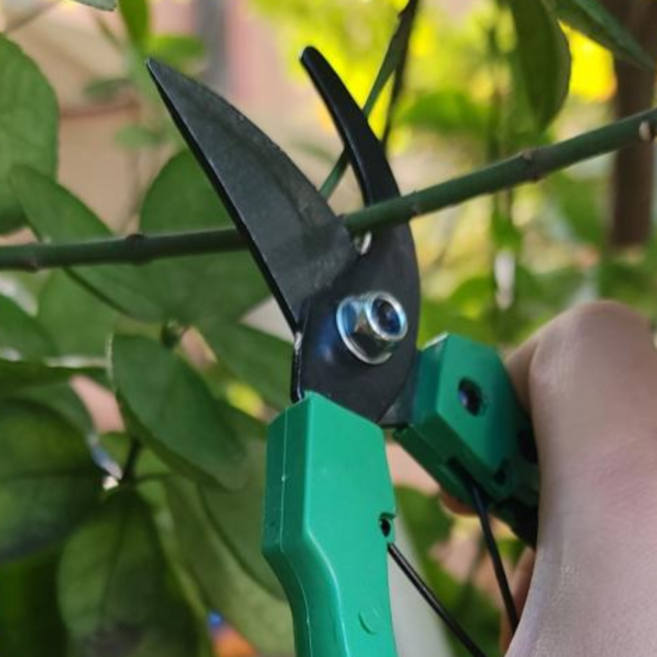 포도알속기 마늘쫑가위 포도알솎기기계 마늘쫑자르기, 1개