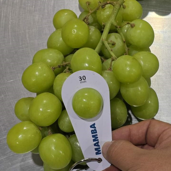 18브릭스 페루 애플청포도 어텀크리스피 특대과, 1개, 2kg 과일망패드 포장