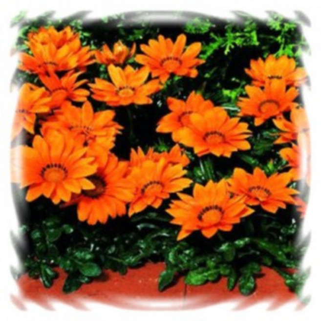 [꽃씨]가자니아, 키스 오렌지 : 5립, 1개