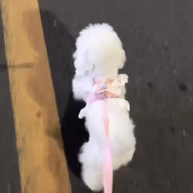 헬로미펫 반려동물 원피스 하네스, 1개, 핑크