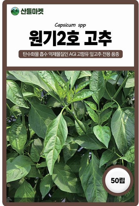 원기2호 고추 씨앗 50립 잎고추 전용 AGI 고함유 잎이 큰 다수확 품종 종자, 1개