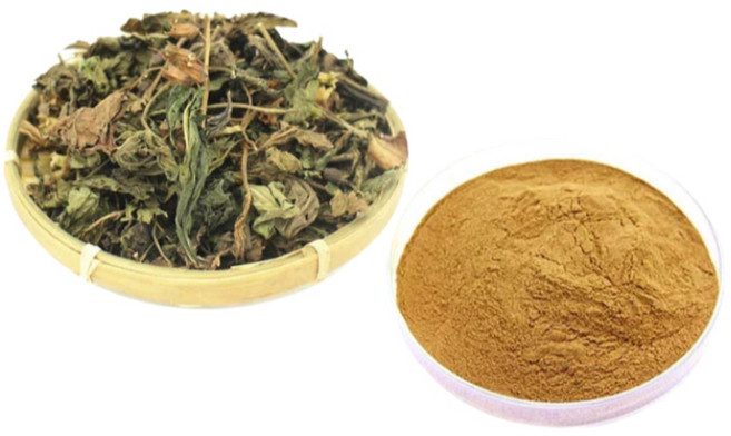 30배 농축 자소엽 추출물, 1개, 200g