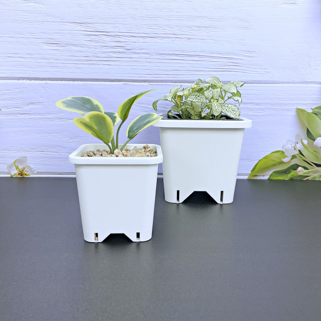 국내 특허 사각 플라스틱 화분, 화이트, 1개