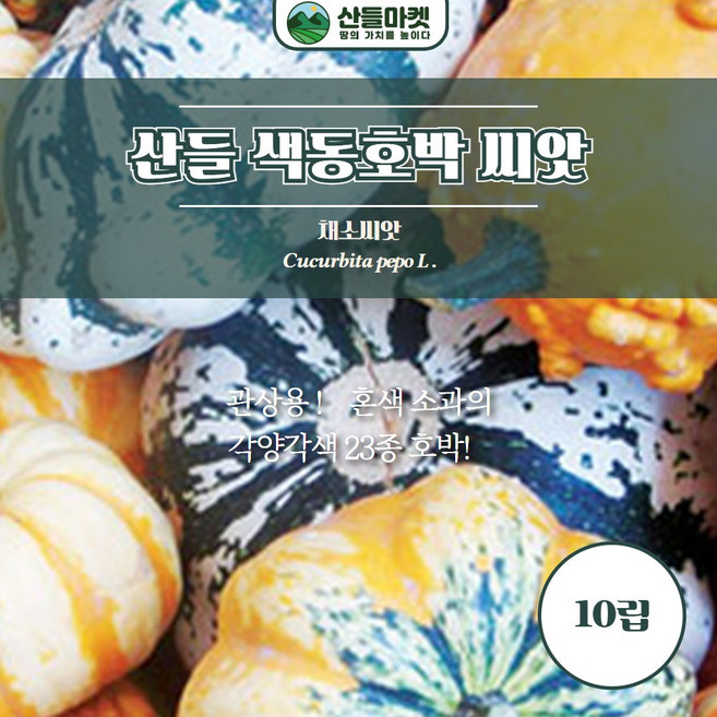 산들마켓 색동호박 씨앗 10립 관상용 23종 호박씨 종자, 1개