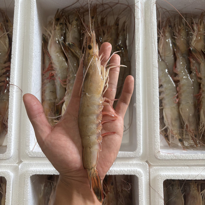 국내산 자연산 태안 암대하, 1개, 26미-30미(1kg)