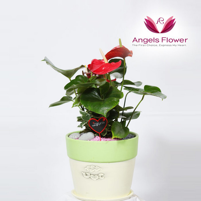 [엔젤스플라워] 전국배송 축하 개업 관엽식물 공기청정 화분 인테리어 당일배송 예약일배송, P072BS_안시리움 일반형, 1개