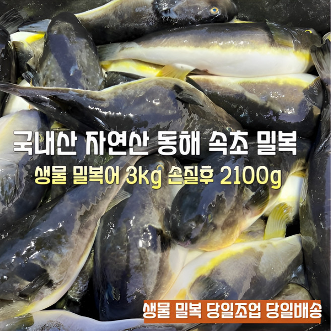 [산지직송] 국내산 자연산 새벽조업 주문즉시손질 동해 속초 생물참복어 생물밀복어 생물까치복어 재철생선 선물용 가정용, 1박스, 생물밀복어 3000g 손질후 생물밀복어 2100g내외