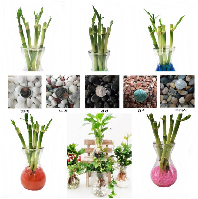 트리앤 1+1 푸딩병 개운죽 / 단지(1개) 아이비식물 테이블야자 천냥금 행운목 산데리아 홍콩야자 수경식물 수경재배, a3. 라인병 개운죽20cm 5촉(옥돌) 1개, 1개