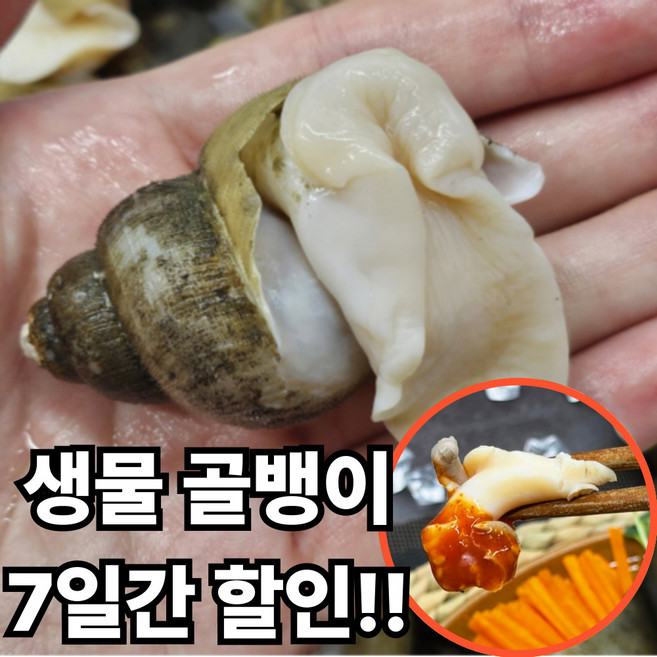 [한정수량] 자연산 국산 활 골뱅이 생물 산지직송, 1개, 3kg