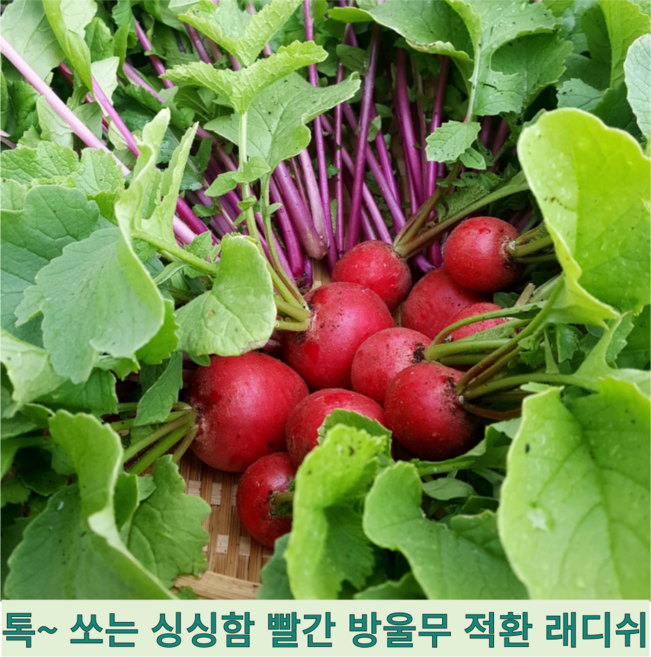 [국내산] 싱싱한 귀엽고 예쁜 샐러드 빨간무 방울무 서양무 적환 래디쉬 래디시 레디쉬, 1개, 300g