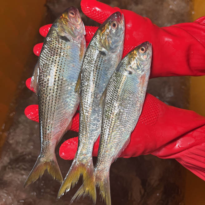 선주직송 횟감용 가을 전어, 1개, 활전어 세꼬시 300g (5-9미)