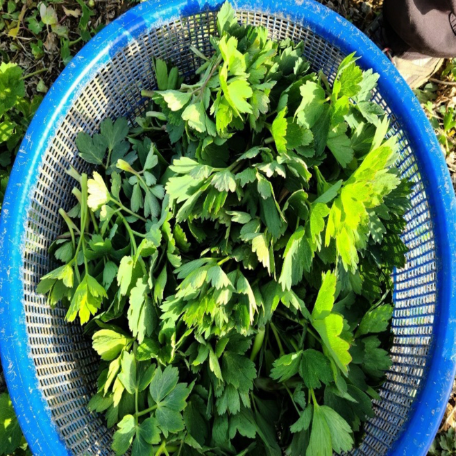 방풍나물 금오도 햇 봄나물, 1박스, 2kg