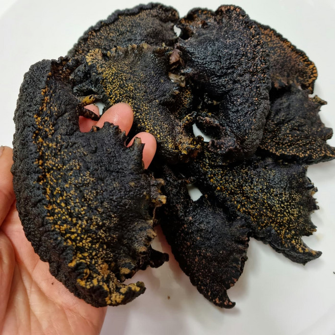 군소 자연산 군소 거제도해녀가 채취 손질한 자숙군소 냉동 500g, 1