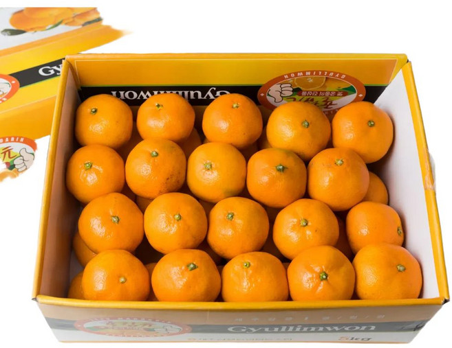 고당도 제주 불로초 귤림원 감귤 윈터프린스 노지귤 가정용 선물용, 프리미엄 감귤 귤림원 5kg / 2S~M, 1세트