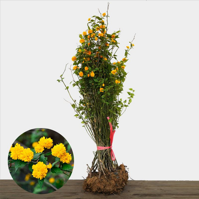 겹황매화나무묘목 죽단화 5주 꽃나무 울타리정원수 농원, 5개, 겹황매화/죽도화