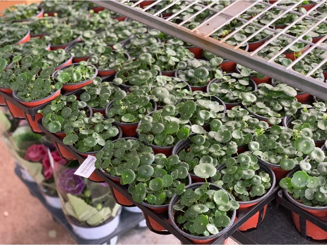 워터코인 수생식물 수경재배 3개발송 그린식물팜 공기정화식물, 1개, 기본