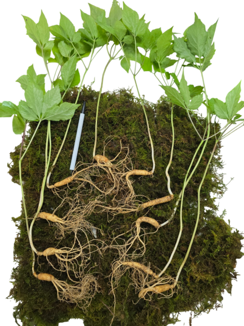 먹산삼 산삼 산양산삼 산양삼 장뇌삼 5~6년근 정삼, 15개