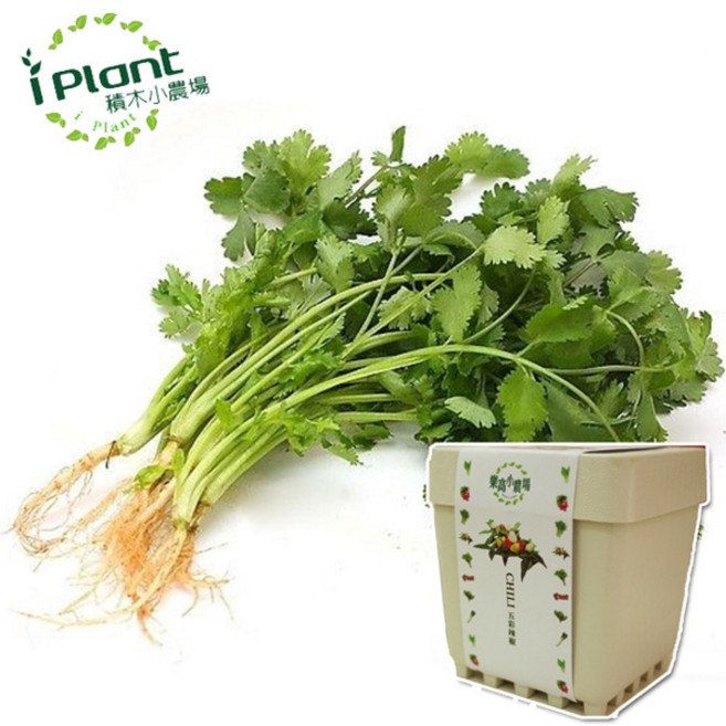 iPlant 積木盆栽 香菜盆栽 送種子, 香菜, 香菜