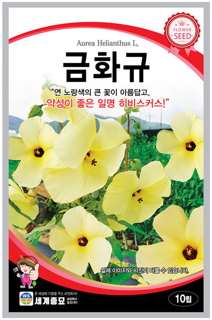 모칸도 (무배)세계 금화규씨앗(10립), 1개