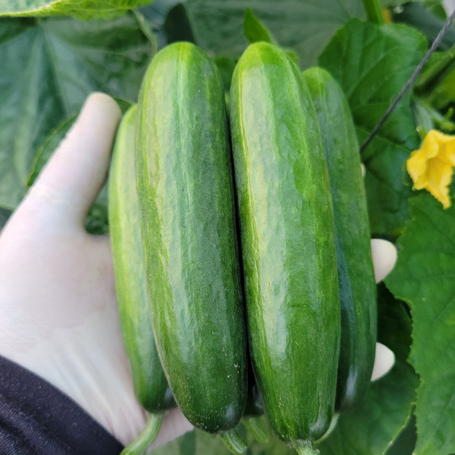 당일수확 햇 미니오이, 1박스, 1kg (정품)