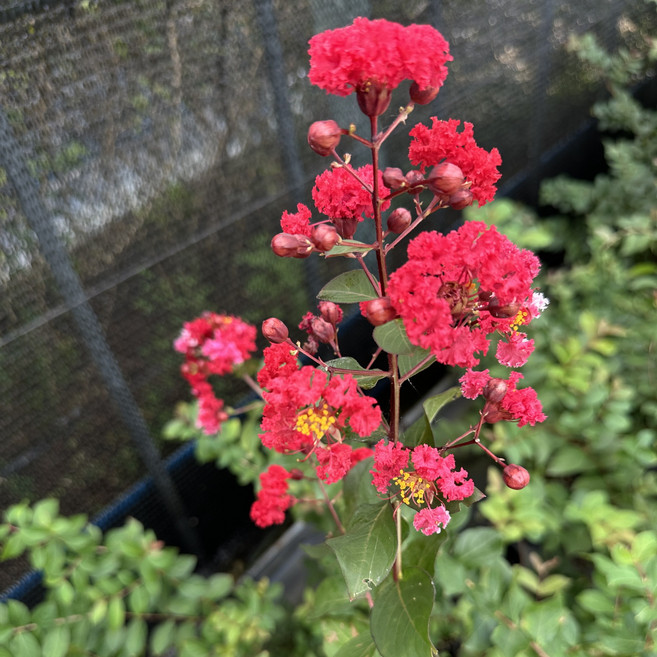 다목농원 다이나마이트 배롱나무 백일홍 목백일홍 신품종 120L 포트묘, 다이나마이트 120L 포트묘