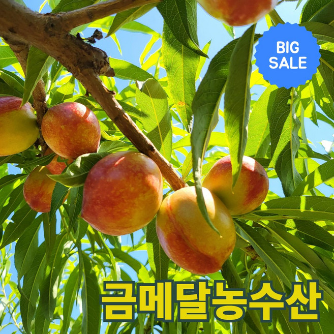 금메달농수산 산지직송 특품 고당도 신비복숭아, 1개, 2kg 중과 (24과내외)