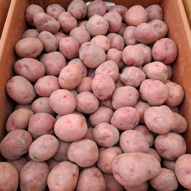 26년 수확 국내산 햇 홍감자 카스테라 감자, 1개, 3kg (소)