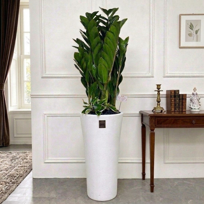 에코플랜트(서랍형받침증정+리본+당일배송) 금전수 개업 사무실 이전 병원 개원 식당 개업식 축하 화분, 01.금전수, 1개