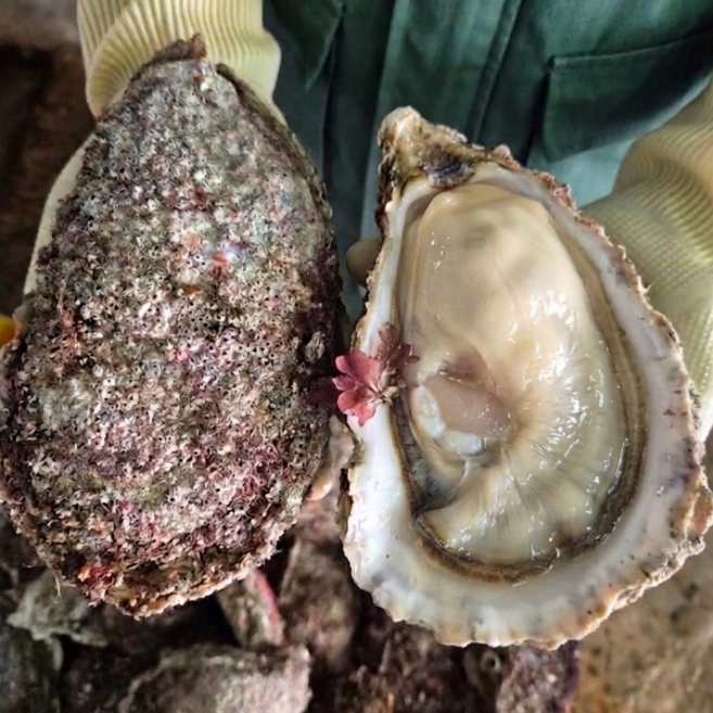 [압도적 크기] 통영 대왕 바위굴, 1개, 9kg(6~12미 내외)