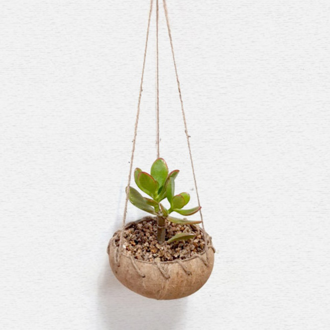 행인 코코넛 화분, 화분만