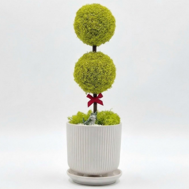 스칸디아모스 더블 플랜테리어 개업선물 집들이선물 실내 화분 식물, 1개, 스프링 그린