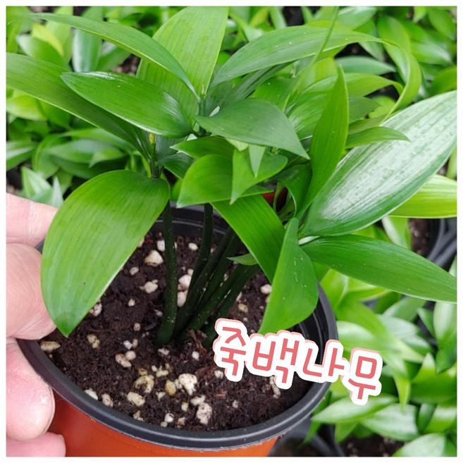 꽃나라엘리스 죽백나무-소원을 이루어주는 나무, 1개