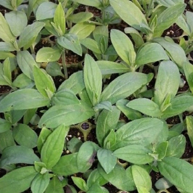 지치모종 50개 (트레이 50구) 자초모종