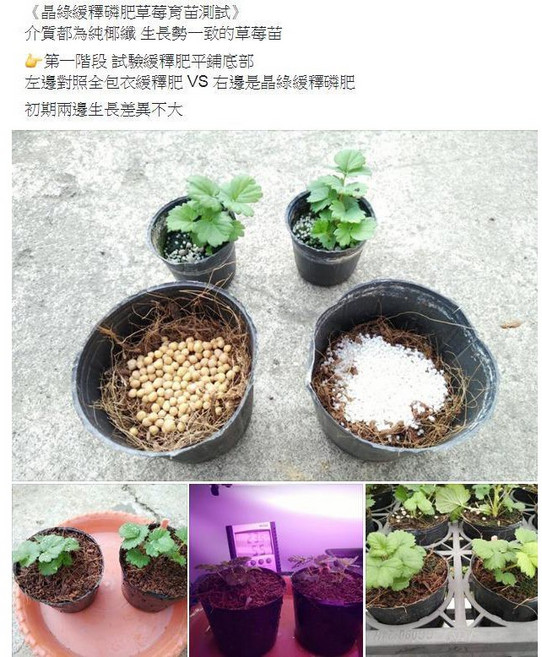 晶綠新型緩釋型磷肥，促進根系發展，持久供應養分，適用多種植物, 1個