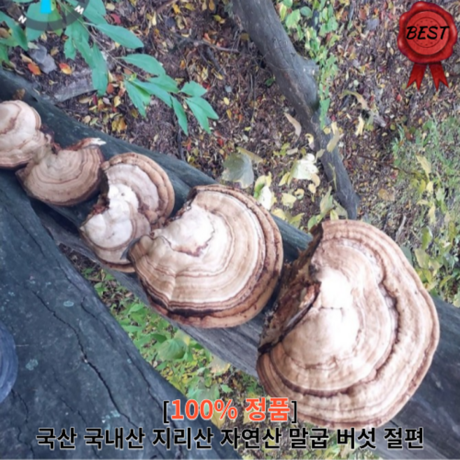 국산 국내산 지리산 자연산 말굽 버섯 절편 500g 1kg 직접채취 항암 당뇨 자연산 야샹 말발굽버섯 말발굽 추석 설날 선물 부모님 선물용, 1개
