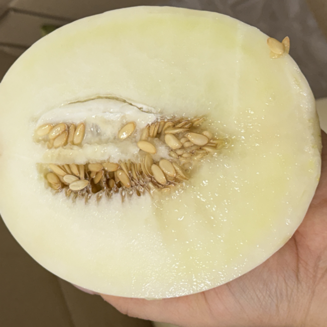 굿피플 백자메론 가야백자메론 과일 멜론, 1개, 가야백자메론 (0.85-1.2kg) 4통